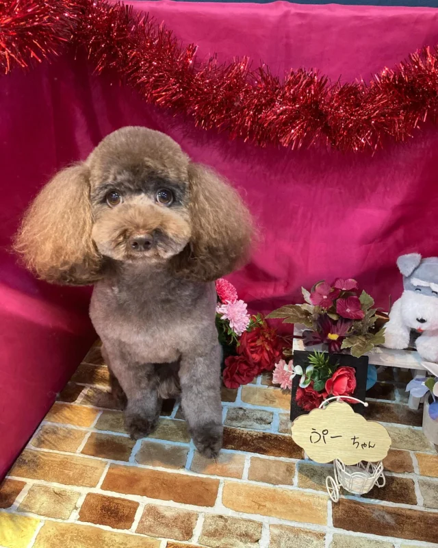 5月12日ご来店のわんちゃん達でーす♪
ご来店ありがとうございます😊
またのご来店お待ちしております！
#カットスタイル #トイプードル#MIX #トリミングサロンアネラ#トリミング#アネラ#ANELA#トリマー#カット#わんちゃん#足立区#西新井#トリミングサロン#ペットホテル#送迎#マイクロバブル#ハーブパック#アロマエステ #いぬすたぐらむ#可愛い♥️#愛犬#trimmingsalon#cut#dogsalon
#trimming#tokyo