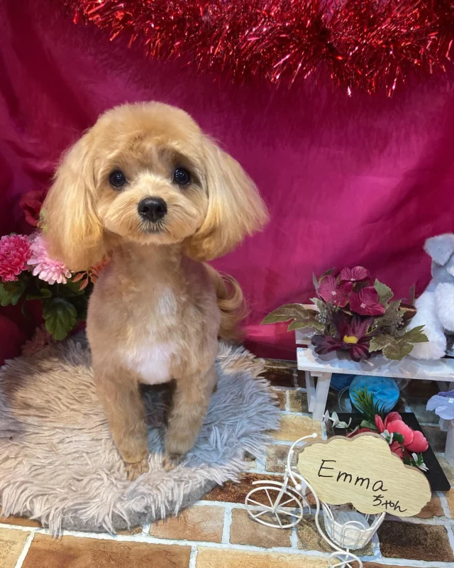 5月17日ご来店のわんちゃん達でーす♪
ご来店ありがとうございました😊
またのご来店お待ちしております！
#カットスタイル #トイプードル#MIX#シュナウザー#ダックス#ポメラニアン #トリミングサロンアネラ#トリミング#アネラ#ANELA#トリマー#カット#わんちゃん#足立区#西新井#トリミングサロン#ペットホテル#送迎#マイクロバブル#ハーブパック#アロマエステ #いぬすたぐらむ#可愛い♥️#愛犬#trimmingsalon#cut#dogsalon
#trimming#tokyo
