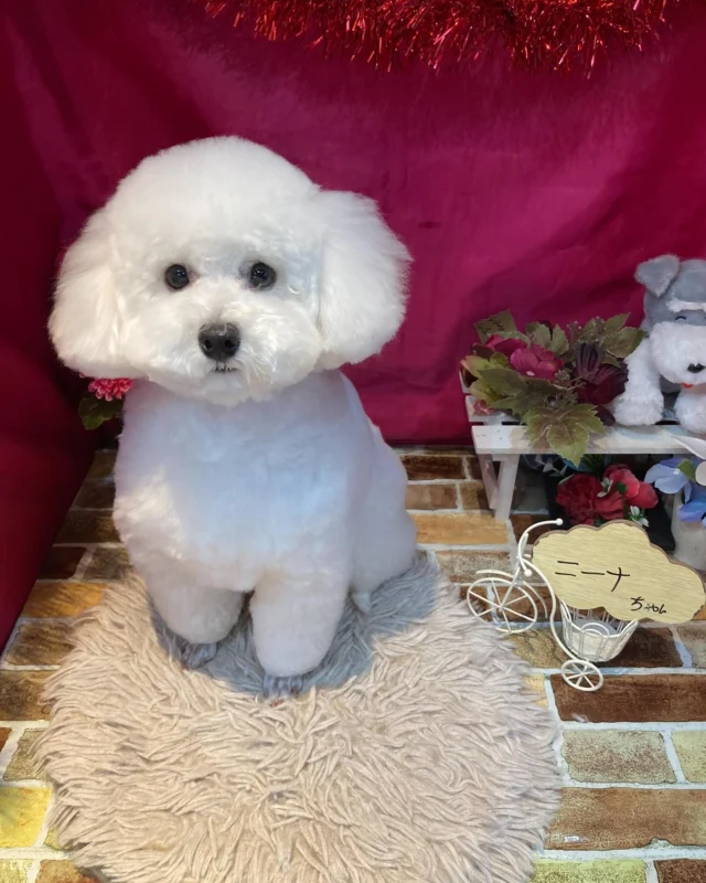 5月18日ご来店のわんちゃん達でーす♪
ご来店ありがとうございました😊
またのご来店お待ちしております！
#カットスタイル #トイプードル#MIX #トリミングサロンアネラ#トリミング#アネラ#ANELA#トリマー#カット#わんちゃん#足立区#西新井#トリミングサロン#ペットホテル#送迎#マイクロバブル#ハーブパック#アロマエステ #いぬすたぐらむ#可愛い♥️#愛犬#trimmingsalon#cut#dogsalon
#trimming#tokyo