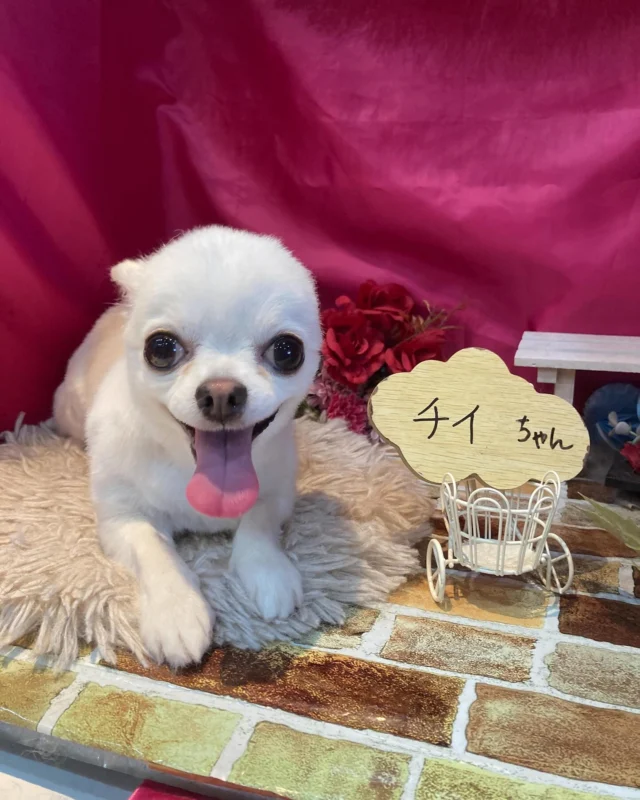 5月23日ご来店のわんちゃん達でーす♪
ご来店ありがとうございました😊
またのご来店お待ちしてます！
#カットスタイル #トイプードル秋田犬#チワワ#コーギー#シュナウザー #トリミングサロンアネラ#トリミング#アネラ#ANELA#トリマー#カット#わんちゃん#足立区#西新井#トリミングサロン#ペットホテル#送迎#マイクロバブル#ハーブパック#アロマエステ #いぬすたぐらむ#可愛い♥️#愛犬#trimmingsalon#cut#dogsalon
#trimming#tokyo