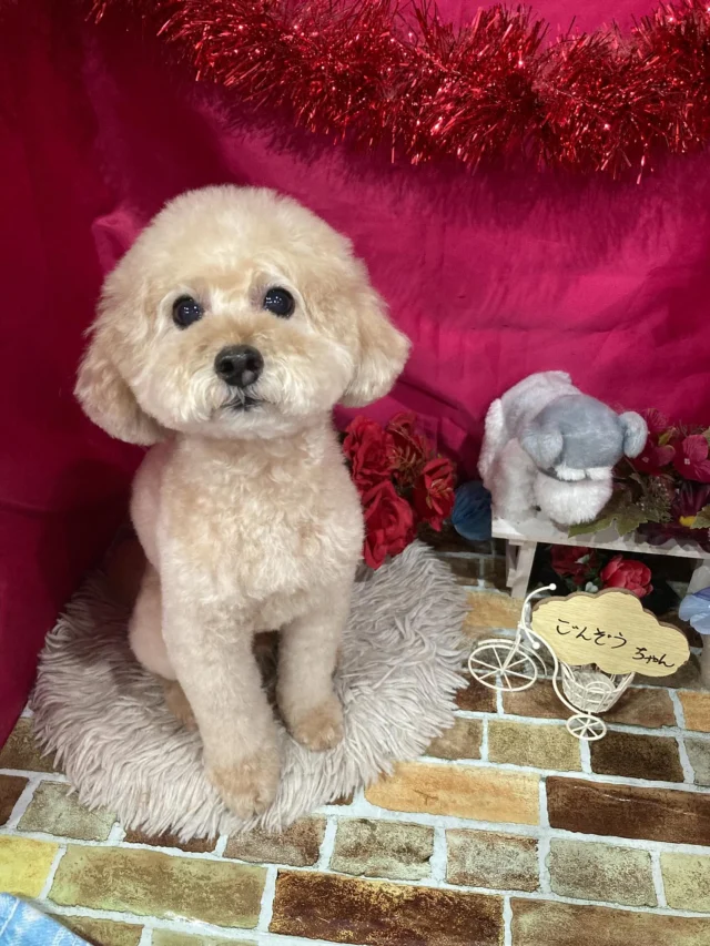 5月30日ご来店のわんちゃん達でーす♪
ご来店ありがとうございました😊
またのご来店お待ちしています！
#カットスタイル #トイプードル #ヨークシャテリア#マルチーズトリミングサロンアネラ#トリミング#アネラ#ANELA#トリマー#カット#わんちゃん#足立区#西新井#トリミングサロン#ペットホテル#送迎#マイクロバブル#ハーブパック#アロマエステ #いぬすたぐらむ#可愛い♥️#愛犬#trimmingsalon#cut#dogsalon
#trimming#tokyo