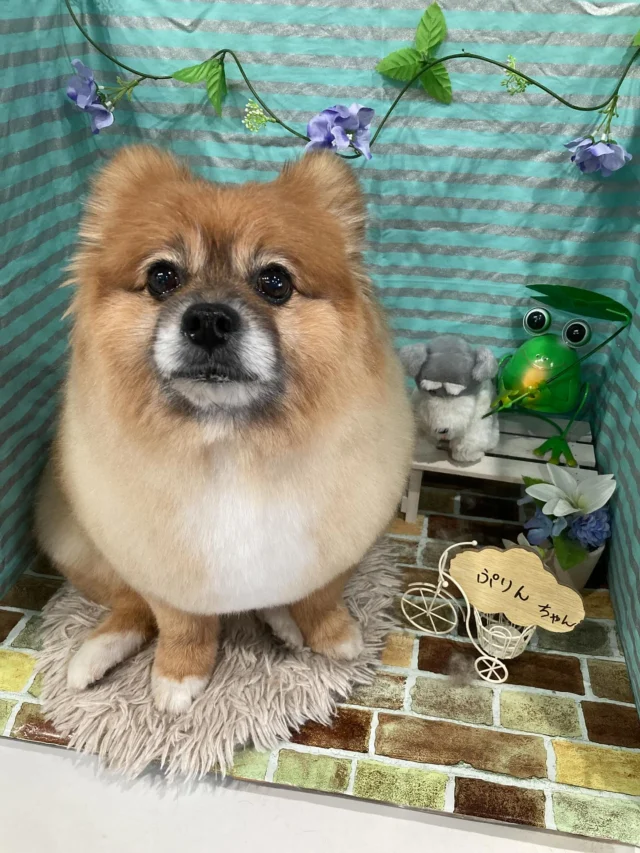 6月2日ご来店のわんちゃん達でーす♪
ご来店ありがとうございました😊
またのご来店お待ちしております！
#カットスタイル #トイプードル#MIX #トリミングサロンアネラ#トリミング#アネラ#ANELA#トリマー#カット#わんちゃん#足立区#西新井#トリミングサロン#ペットホテル#送迎#マイクロバブル#ハーブパック#アロマエステ #いぬすたぐらむ#可愛い♥️#愛犬#trimmingsalon#cut#dogsalon
#trimming#tokyo