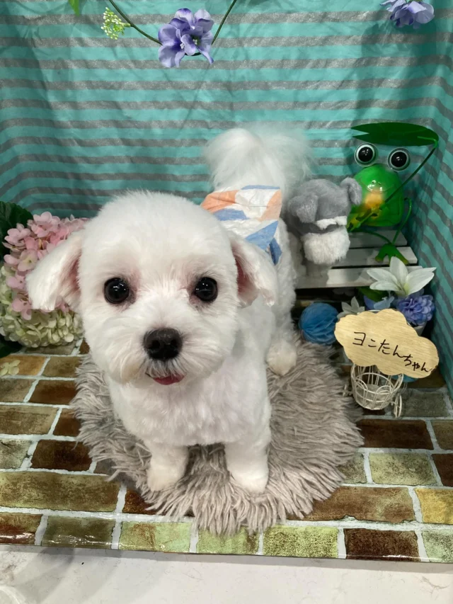6月9日ご来店のわんちゃん達でーす♪
ご来店ありがとうございました😊
またのご来店お待ちしております！
#カットスタイル #トイプードル#マルチーズ#ビション#ラブラドール#MIX #トリミングサロンアネラ#トリミング#アネラ#ANELA#トリマー#カット#わんちゃん#足立区#西新井#トリミングサロン#ペットホテル#送迎#マイクロバブル#ハーブパック#アロマエステ #いぬすたぐらむ#可愛い♥️#愛犬#trimmingsalon#cut#dogsalon
#trimming#tokyo