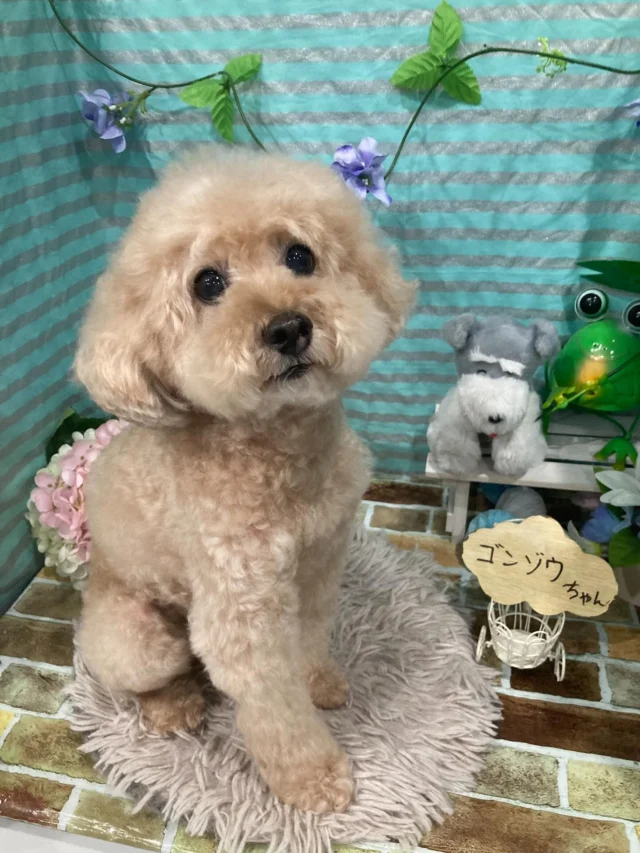 6月13日ご来店・ご送迎のわんちゃん・ねこちゃん達でーす♪
ご利用ありがとうございました😊
またのご利用お待ちしております！
#カットスタイル #トイプードル#シュナウザー#ノルウェージャンフォレストキャット #トリミングサロンアネラ#トリミング#アネラ#ANELA#トリマー#カット#わんちゃん#足立区#西新井#トリミングサロン#ペットホテル#送迎#マイクロバブル#ハーブパック#アロマエステ #いぬすたぐらむ#可愛い♥️#愛犬#trimmingsalon#cut#dogsalon
#trimming#tokyo