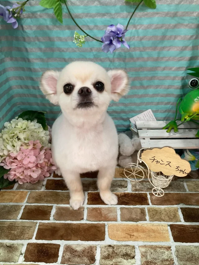 6月17日ご来店のわんちゃん達でーす♪
ご来店ありがとうございました😊
またのご来店お待ちしております！
#カットスタイル #トイプードル#チワワ#MIX #トリミングサロンアネラ#トリミング#アネラ#ANELA#トリマー#カット#わんちゃん#足立区#西新井#トリミングサロン#ペットホテル#送迎#マイクロバブル#ハーブパック#アロマエステ #いぬすたぐらむ#可愛い♥️#愛犬#trimmingsalon#cut#dogsalon
#trimming#tokyo