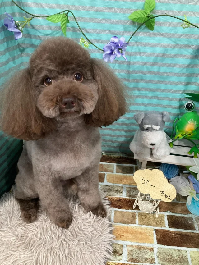 6月10日ご来店のわんちゃん達でーす♪
ご来店ありがとうございました😊
またのご来店お待ちしております！
#カットスタイル #トイプードル #ジャックラッセルテリア#チワワ#MIX#トリミングサロンアネラ#トリミング#アネラ#ANELA#トリマー#カット#わんちゃん#足立区#西新井#トリミングサロン#ペットホテル#送迎#マイクロバブル#ハーブパック#アロマエステ #いぬすたぐらむ#可愛い♥️#愛犬#trimmingsalon#cut#dogsalon
#trimming#tokyo