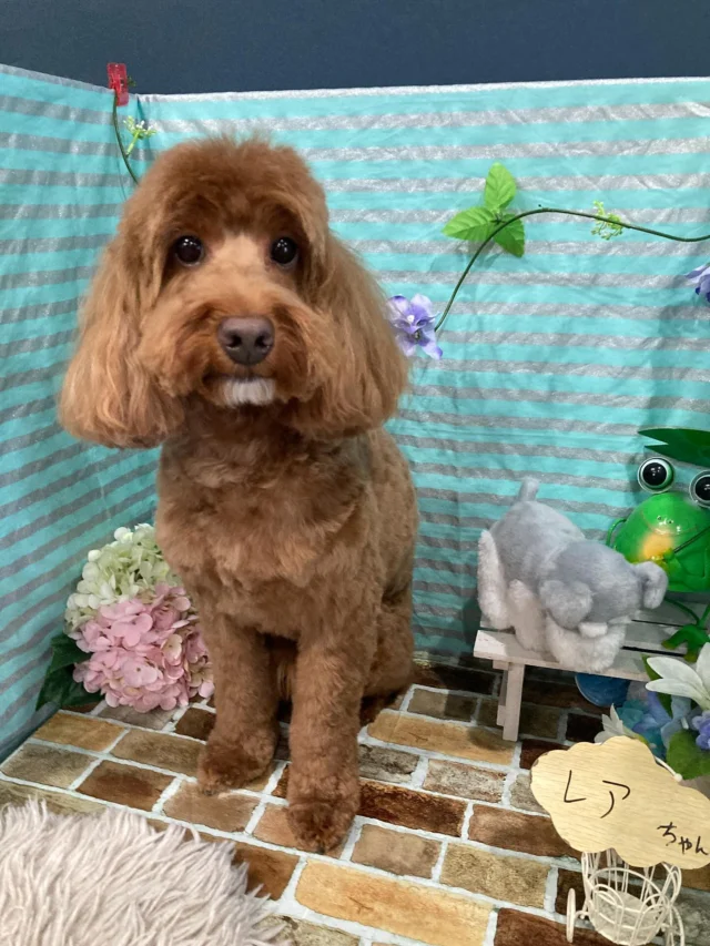 6月16日ご来店のわんちゃん達でーす♪
ご来店ありがとうございました😊
またのご来店お待ちしております！
#カットスタイル #トイプードル#ダックス#シーズー#シュナウザー #トリミングサロンアネラ#トリミング#アネラ#ANELA#トリマー#カット#わんちゃん#足立区#西新井#トリミングサロン#ペットホテル#送迎#マイクロバブル#ハーブパック#アロマエステ #いぬすたぐらむ#可愛い♥️#愛犬#trimmingsalon#cut#dogsalon
#trimming#tokyo