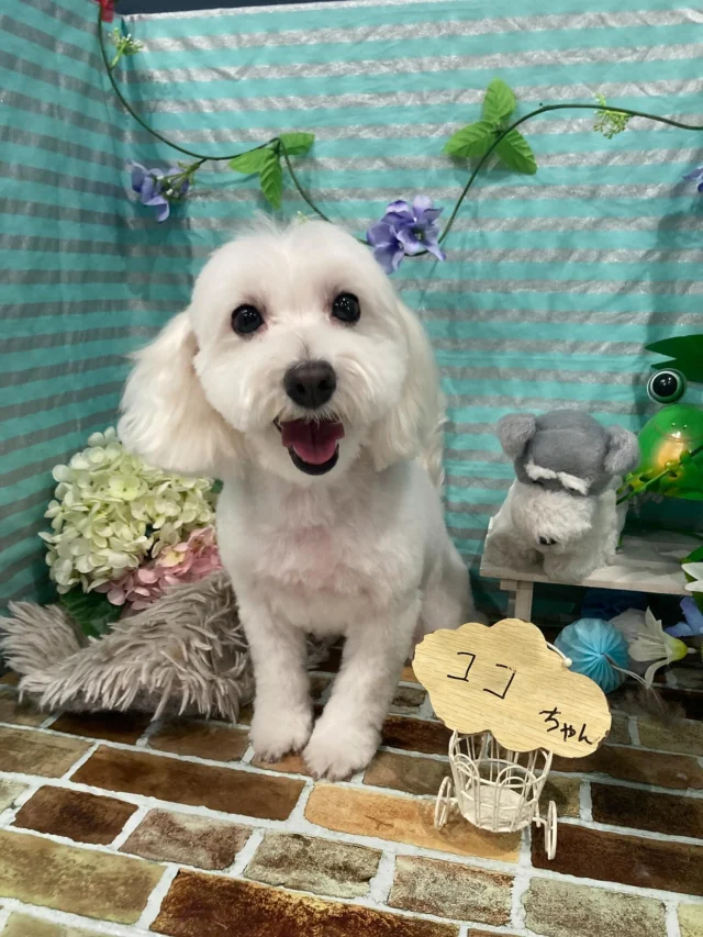 6月14日ご来店のわんちゃん達でーす♪
ご来店ありがとうございました😊
またのご来店お待ちしております！
#カットスタイル #トイプードル#MIX#チワワ#ポメラニアン#ダックス #トリミングサロンアネラ#トリミング#アネラ#ANELA#トリマー#カット#わんちゃん#足立区#西新井#トリミングサロン#ペットホテル#送迎#マイクロバブル#ハーブパック#アロマエステ #いぬすたぐらむ#可愛い♥️#愛犬#trimmingsalon#cut#dogsalon
#trimming#tokyo