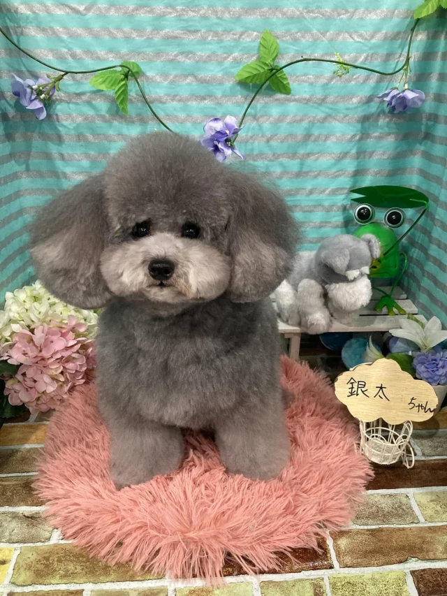 6月24日ご来店のわんちゃん達でーす♪
ご来店ありがとうございました😊
またのご来店お待ちしております！
#カットスタイル #トイプードル #トリミングサロンアネラ#トリミング#アネラ#ANELA#トリマー#カット#わんちゃん#足立区#西新井#トリミングサロン#ペットホテル#送迎#マイクロバブル#ハーブパック#アロマエステ #いぬすたぐらむ#可愛い♥️#愛犬#trimmingsalon#cut#dogsalon
#trimming#tokyo