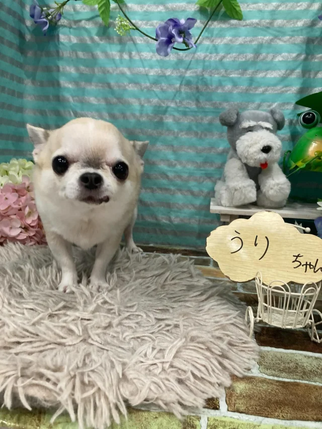 6月20日ご送迎・ご来店のわんちゃん達でーす♪
ご利用ありがとうございました😊
またのご利用お待ちしております！
#カットスタイル #トイプードル#チワワ#ダックス #トリミングサロンアネラ#トリミング#アネラ#ANELA#トリマー#カット#わんちゃん#足立区#西新井#トリミングサロン#ペットホテル#送迎#マイクロバブル#ハーブパック#アロマエステ #いぬすたぐらむ#可愛い♥️#愛犬#trimmingsalon#cut#dogsalon
#trimming#tokyo