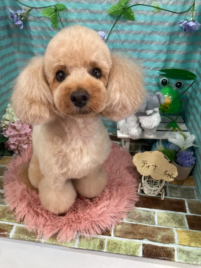 6月23日ご来店のわんちゃん達でーす♪
ご来店ありがとうございました😊
またのご来店お待ちしております！
#カットスタイル #トイプードル #トリミングサロンアネラ#トリミング#アネラ#ANELA#トリマー#カット#わんちゃん#足立区#西新井#トリミングサロン#ペットホテル#送迎#マイクロバブル#ハーブパック#アロマエステ #いぬすたぐらむ#可愛い♥️#愛犬#trimmingsalon#cut#dogsalon
#trimming#tokyo