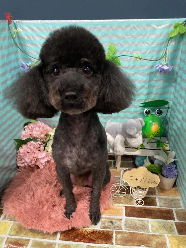 6月29日ご来店・ご送迎のわんちゃん達でーす♪
ご利用ありがとうございました😊
またのご利用お待ちしております！
#カットスタイル #トイプードル#シュナウザー#MIX#スタンダードプードル#チワワ#柴犬 #トリミングサロンアネラ#トリミング#アネラ#ANELA#トリマー#カット#わんちゃん#足立区#西新井#トリミングサロン#ペットホテル#送迎#マイクロバブル#ハーブパック#アロマエステ #いぬすたぐらむ#可愛い♥️#愛犬#trimmingsalon#cut#dogsalon
#trimming#tokyo