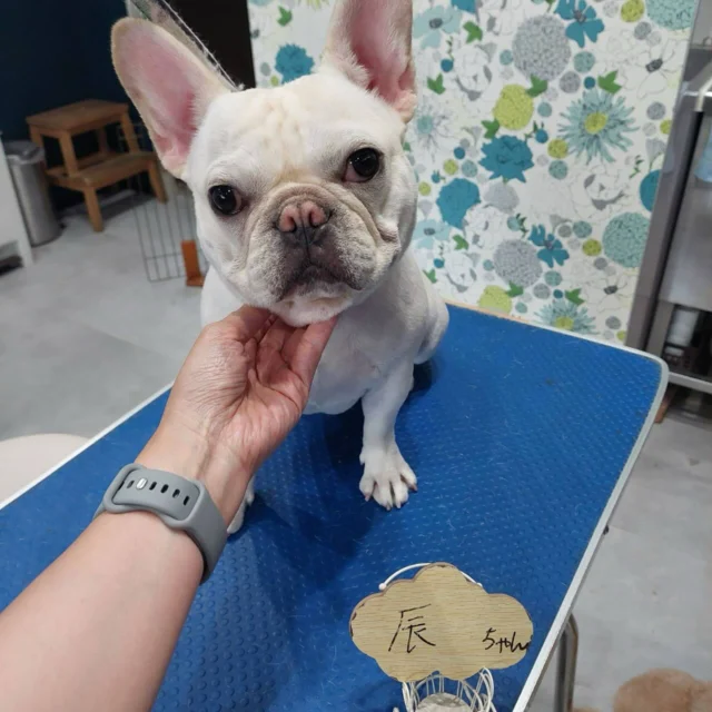 6月27日ご来店・ご送迎のわんちゃん達でーす♪
ご利用ありがとうございました😊
またのご利用お待ちしております！
#カットスタイル #トイプードル#フレブル#チワワ #トリミングサロンアネラ#トリミング#アネラ#ANELA#トリマー#カット#わんちゃん#足立区#西新井#トリミングサロン#ペットホテル#送迎#マイクロバブル#ハーブパック#アロマエステ #いぬすたぐらむ#可愛い♥️#愛犬#trimmingsalon#cut#dogsalon
#trimming#tokyo