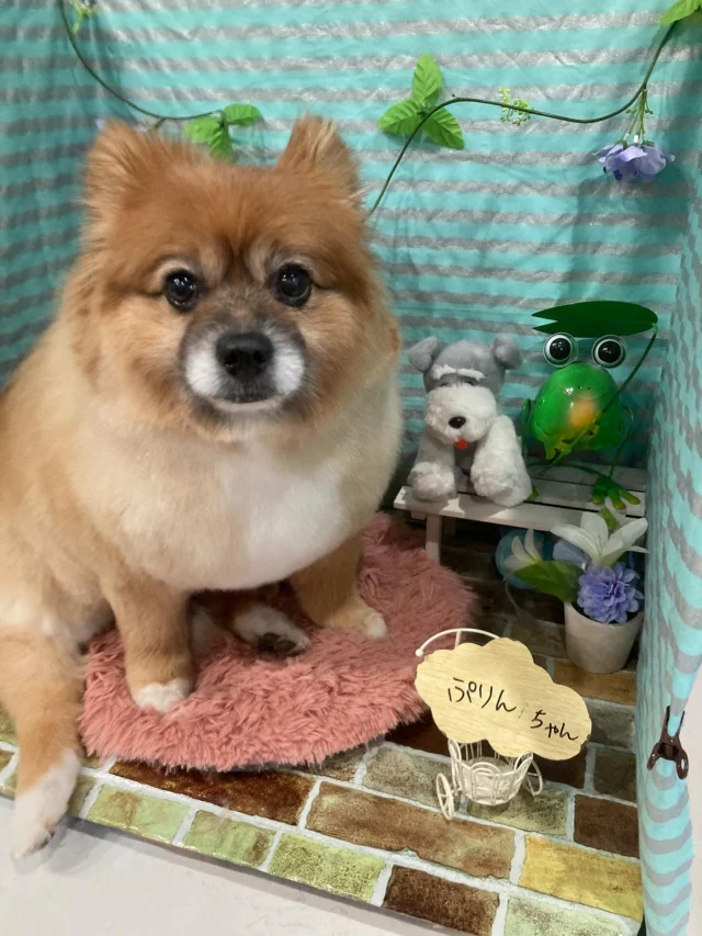 7月1日ご来店のわんちゃん達でーす♪
ご来店ありがとうございました😊
またのご来店お待ちしております！
#カットスタイル #トイプードル#MIX#ポメラニアン #トリミングサロンアネラ#トリミング#アネラ#ANELA#トリマー#カット#わんちゃん#足立区#西新井#トリミングサロン#ペットホテル#送迎#マイクロバブル#ハーブパック#アロマエステ #いぬすたぐらむ#可愛い♥️#愛犬#trimmingsalon#cut#dogsalon
#trimming#tokyo