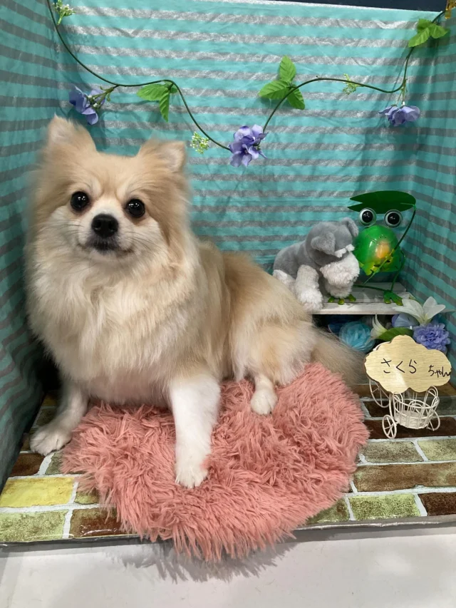 6月28日ご来店・ご送迎のわんちゃん達でーす♪
ご利用ありがとうございました😊
またのご利用お待ちしております！
#カットスタイル #トイプードル#チワワ#ポメラニアン#MIX #トリミングサロンアネラ#トリミング#アネラ#ANELA#トリマー#カット#わんちゃん#足立区#西新井#トリミングサロン#ペットホテル#送迎#マイクロバブル#ハーブパック#アロマエステ #いぬすたぐらむ#可愛い♥️#愛犬#trimmingsalon#cut#dogsalon
#trimming#tokyo