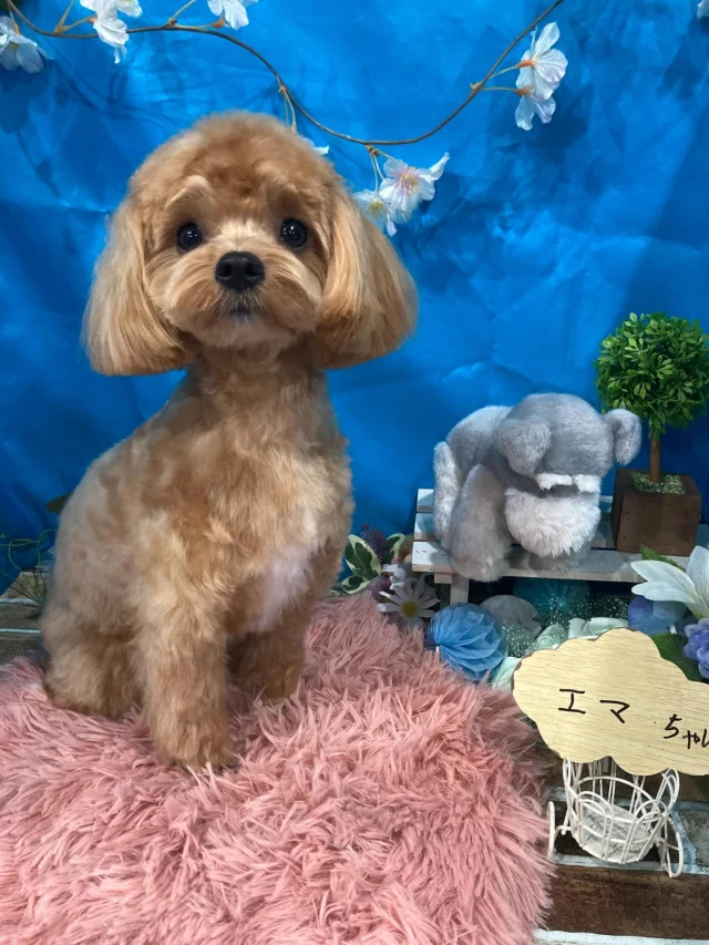 7月5日ご来店のわんちゃん達でーす♪
ご来店ありがとうございました😊
またのご来店お待ちしております！
#カットスタイル #トイプードル#MIX#ゴールデンレトリーバー#シーズー#チワワ #トリミングサロンアネラ#トリミング#アネラ#ANELA#トリマー#カット#わんちゃん#足立区#西新井#トリミングサロン#ペットホテル#送迎#マイクロバブル#ハーブパック#アロマエステ #いぬすたぐらむ#可愛い♥️#愛犬#trimmingsalon#cut#dogsalon
#trimming#tokyo