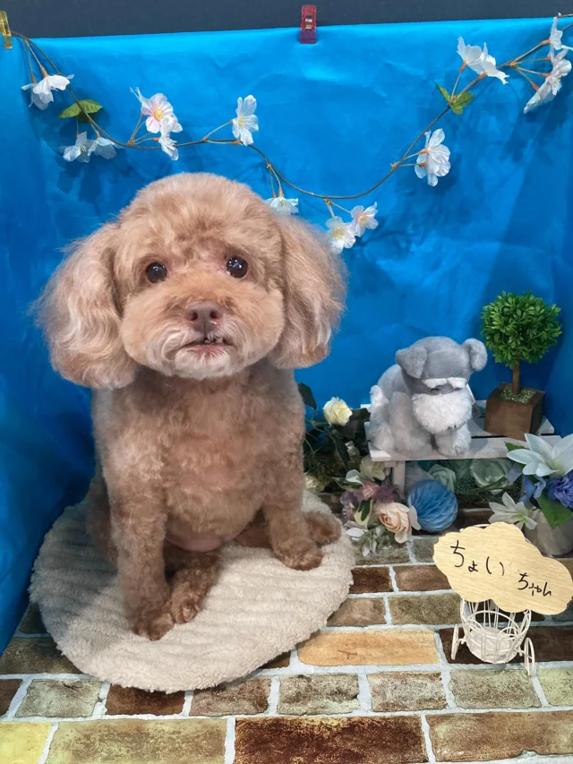7月7日ご来店のわんちゃん達でーす♪
ご来店ありがとうございました😊
またのご来店お待ちしております！
#カットスタイル #トイプードル#MIX #トリミングサロンアネラ#トリミング#アネラ#ANELA#トリマー#カット#わんちゃん#足立区#西新井#トリミングサロン#ペットホテル#送迎#マイクロバブル#ハーブパック#アロマエステ #いぬすたぐらむ#可愛い♥️#愛犬#trimmingsalon#cut#dogsalon
#trimming#tokyo