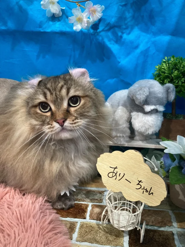 7月6日ご来店・ご送迎のわんちゃん・ねこちゃん達でーす♪
ご利用ありがとうございました😊
またのご利用お待ちしております！
#カットスタイル #トイプードル#シュナウザー#ビション#マルチーズ#シーズー#アメリカンカール #トリミングサロンアネラ#トリミング#アネラ#ANELA#トリマー#カット#わんちゃん#足立区#西新井#トリミングサロン#ペットホテル#送迎#マイクロバブル#ハーブパック#アロマエステ #いぬすたぐらむ#可愛い♥️#愛犬#trimmingsalon#cut#dogsalon
#trimming#tokyo