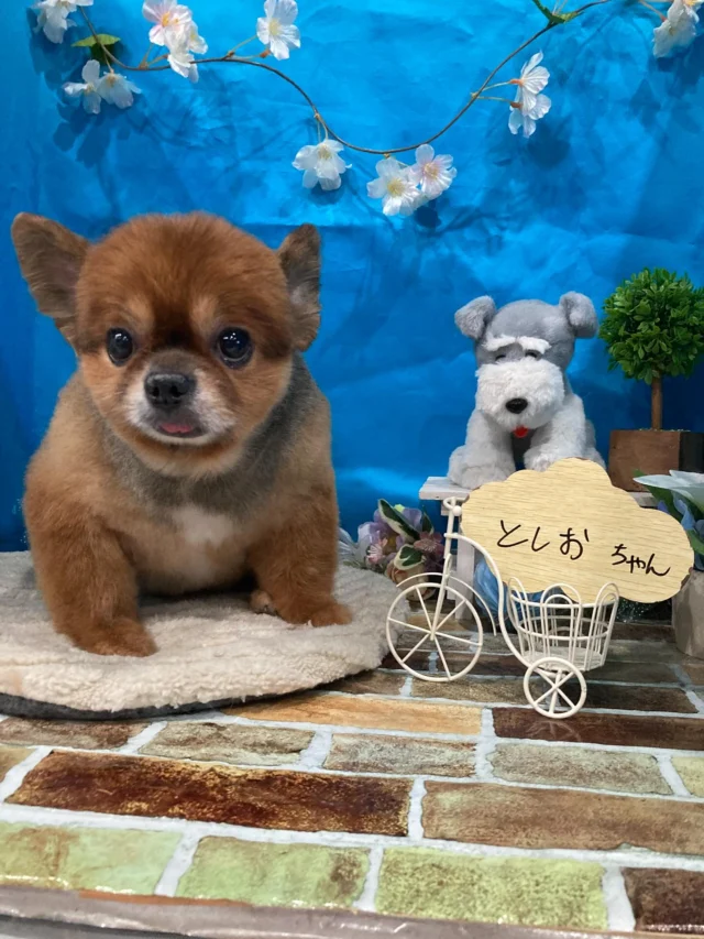 7月11日ご来店・ご送迎・ホテルのわんちゃん達でーす♪
ご利用ありがとうございました😊
またのご利用お待ちしております！
#カットスタイル #トイプードル#MIX #トリミングサロンアネラ#トリミング#アネラ#ANELA#トリマー#カット#わんちゃん#足立区#西新井#トリミングサロン#ペットホテル#送迎#マイクロバブル#ハーブパック#アロマエステ #いぬすたぐらむ#可愛い♥️#愛犬#trimmingsalon#cut#dogsalon
#trimming#tokyo