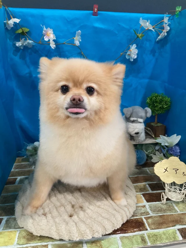 7月12日ご来店のわんちゃん達でーす♪
ご来店ありがとうございました😊
またのご来店お待ちしております！
#カットスタイル #トイプードル#MIX#ポメラニアン#パグ #トリミングサロンアネラ#トリミング#アネラ#ANELA#トリマー#カット#わんちゃん#足立区#西新井#トリミングサロン#ペットホテル#送迎#マイクロバブル#ハーブパック#アロマエステ #いぬすたぐらむ#可愛い♥️#愛犬#trimmingsalon#cut#dogsalon
#trimming#tokyo