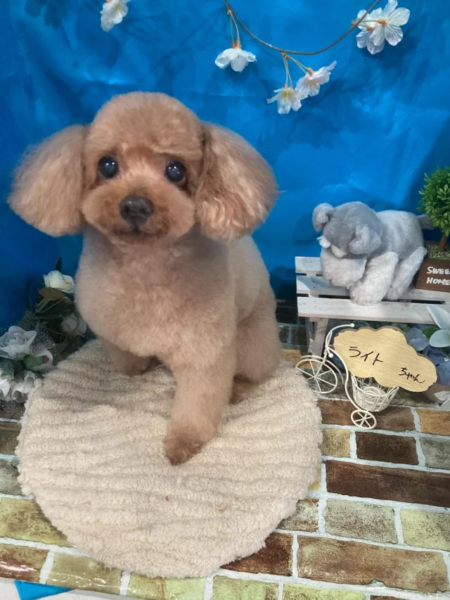 7月15日ご来店のわんちゃん達でーす♪
ご来店ありがとうございました😊
またのご来店お待ちしております！
#カットスタイル #トイプードル#MIX #トリミングサロンアネラ#トリミング#アネラ#ANELA#トリマー#カット#わんちゃん#足立区#西新井#トリミングサロン#ペットホテル#送迎#マイクロバブル#ハーブパック#アロマエステ #いぬすたぐらむ#可愛い♥️#愛犬#trimmingsalon#cut#dogsalon
#trimming#tokyo