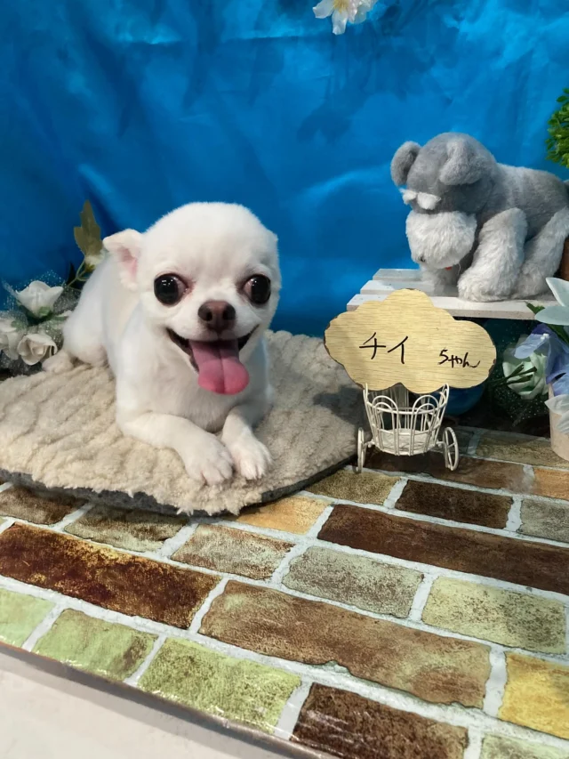 7月18日ご来店のわんちゃん達でーす♪
ご来店ありがとうございました😊
またのご来店お待ちしております！
#カットスタイル #トイプードル#チワワ#シュナウザー#MIX#マルチーズ #トリミングサロンアネラ#トリミング#アネラ#ANELA#トリマー#カット#わんちゃん#足立区#西新井#トリミングサロン#ペットホテル#送迎#マイクロバブル#ハーブパック#アロマエステ #いぬすたぐらむ#可愛い♥️#愛犬#trimmingsalon#cut#dogsalon
#trimming#tokyo