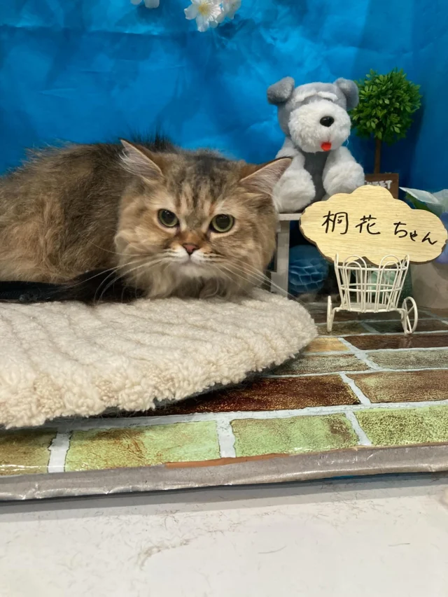 7月19日ご来店・ご送迎のわんちゃん・ねこちゃん達でーす♪
ご利用ありがとうございました😊
またのご利用お待ちしております！
#カットスタイル #トイプードル#ラガマフィン#ポメラニアン#マンチカン#チワワ#ヨーキー #トリミングサロンアネラ#トリミング#アネラ#ANELA#トリマー#カット#わんちゃん#足立区#西新井#トリミングサロン#ペットホテル#送迎#マイクロバブル#ハーブパック#アロマエステ #いぬすたぐらむ#可愛い♥️#愛犬#trimmingsalon#cut#dogsalon
#trimming#tokyo