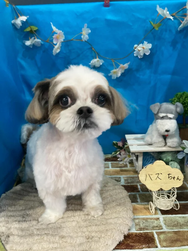 7月21日ご来店のわんちゃん達でーす♪
ご来店ありがとうございました😊
またのご来店お待ちしております！
#カットスタイル #トイプードル#MIX #トリミングサロンアネラ#トリミング#アネラ#ANELA#トリマー#カット#わんちゃん#足立区#西新井#トリミングサロン#ペットホテル#送迎#マイクロバブル#ハーブパック#アロマエステ #いぬすたぐらむ#可愛い♥️#愛犬#trimmingsalon#cut#dogsalon
#trimming#tokyo