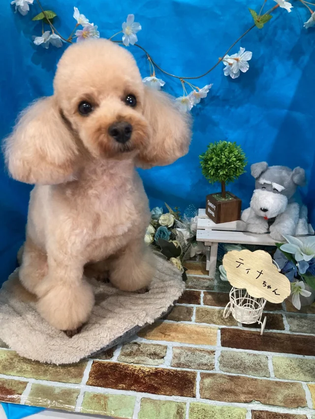 7月26日ご来店のわんちゃん達でーす♪
ご来店ありがとうございました😊
またのご来店お待ちしております！
#カットスタイル #トイプードル#MIX#ダックス #トリミングサロンアネラ#トリミング#アネラ#ANELA#トリマー#カット#わんちゃん#足立区#西新井#トリミングサロン#ペットホテル#送迎#マイクロバブル#ハーブパック#アロマエステ #いぬすたぐらむ#可愛い♥️#愛犬#trimmingsalon#cut#dogsalon
#trimming#tokyo