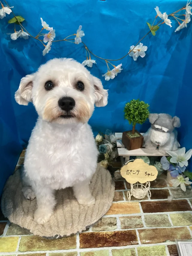 7月28日ご来店のわんちゃん達でーす♪
ご来店ありがとうございました😊
またのご来店お待ちしております！
#カットスタイル #トイプードル#MIX #トリミングサロンアネラ#トリミング#アネラ#ANELA#トリマー#カット#わんちゃん#足立区#西新井#トリミングサロン#ペットホテル#送迎#マイクロバブル#ハーブパック#アロマエステ #いぬすたぐらむ#可愛い♥️#愛犬#trimmingsalon#cut#dogsalon
#trimming#tokyo