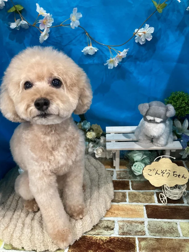 7月25日ご来店・ご送迎のわんちゃん達でーす♪
ご利用ありがとうございました😊
またのご利用お待ちしております！
#カットスタイル #トイプードル#MIX #トリミングサロンアネラ#トリミング#アネラ#ANELA#トリマー#カット#わんちゃん#足立区#西新井#トリミングサロン#ペットホテル#送迎#マイクロバブル#ハーブパック#アロマエステ #いぬすたぐらむ#可愛い♥️#愛犬#trimmingsalon#cut#dogsalon
#trimming#tokyo